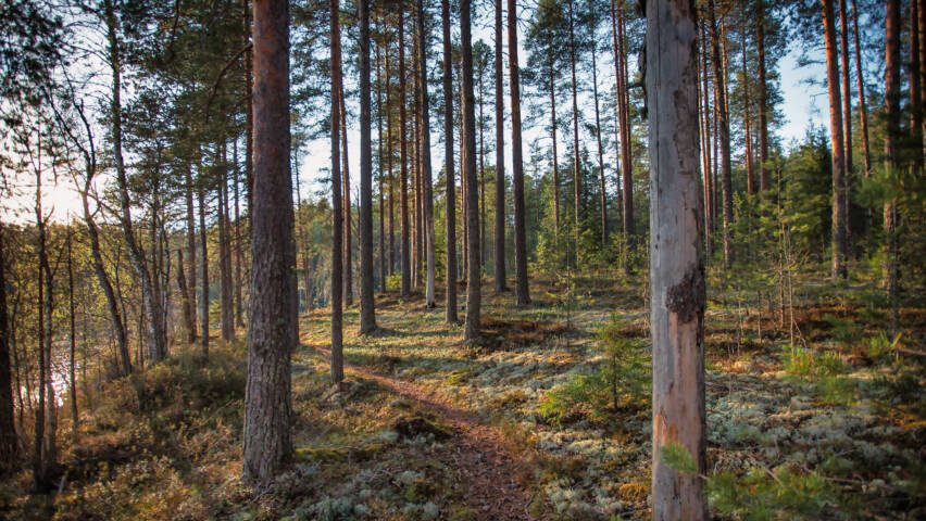Polku Huosion kirkkometsässä auringonlaskun aikaan.
