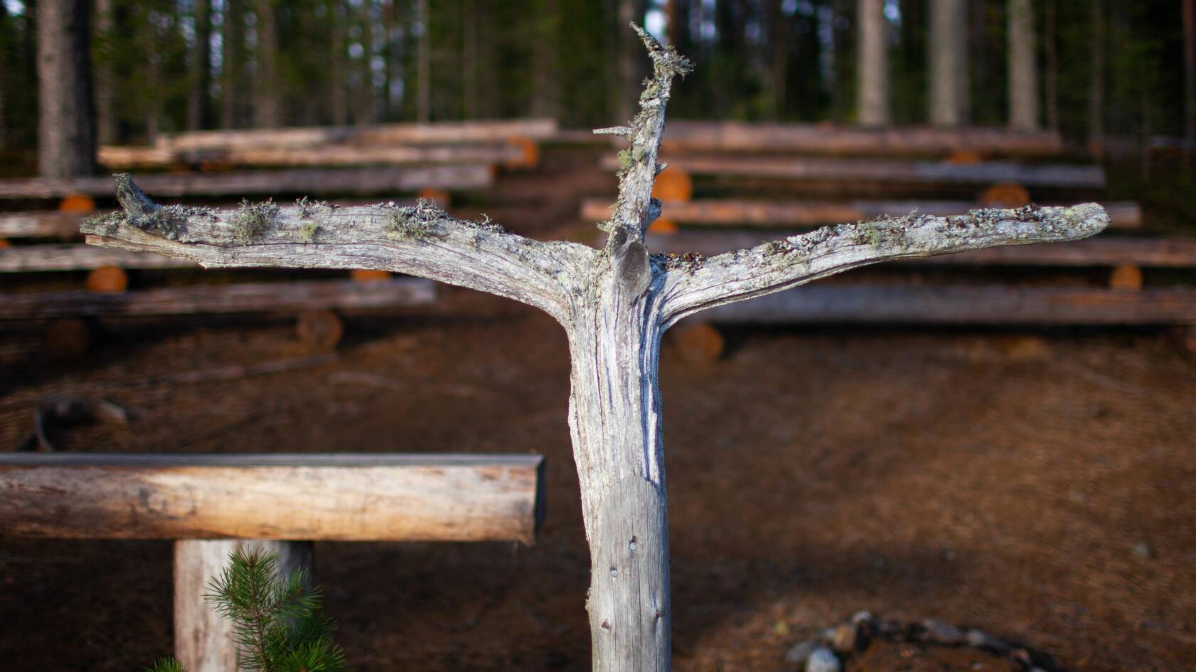 Ristin muotoinen puunoksa ristinä Huosion metsäkirkossa.