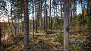 huosiometsää
