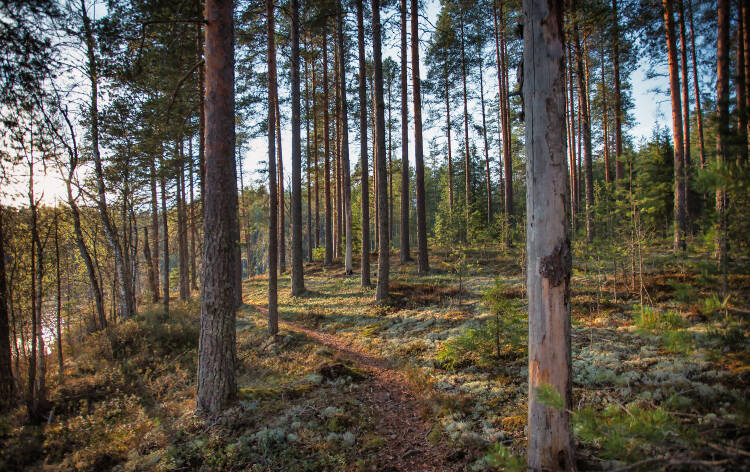 huosiometsää